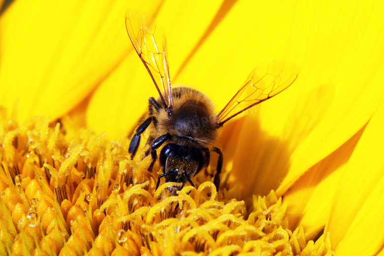 在埋头认真采蜜的蜜蜂摄影高清图片