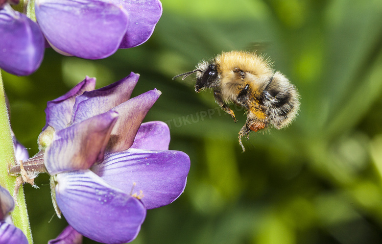 靠近紫色花朵的小蜜蜂摄影高清图片