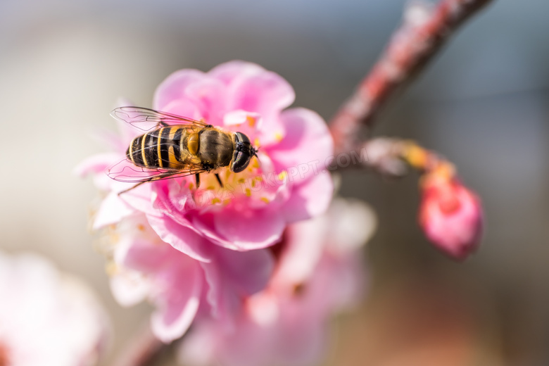 粉红鲜花上的蜜蜂微距摄影高清图片