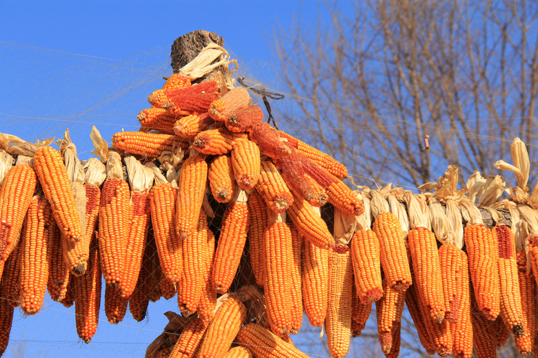 绳子上晾晒的玉米特写摄影高清图片