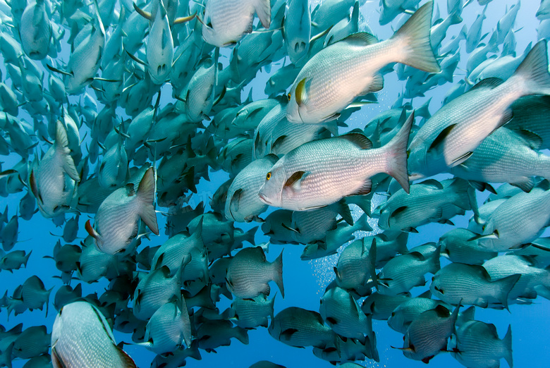 往一个方向游动的鱼群摄影高清图片