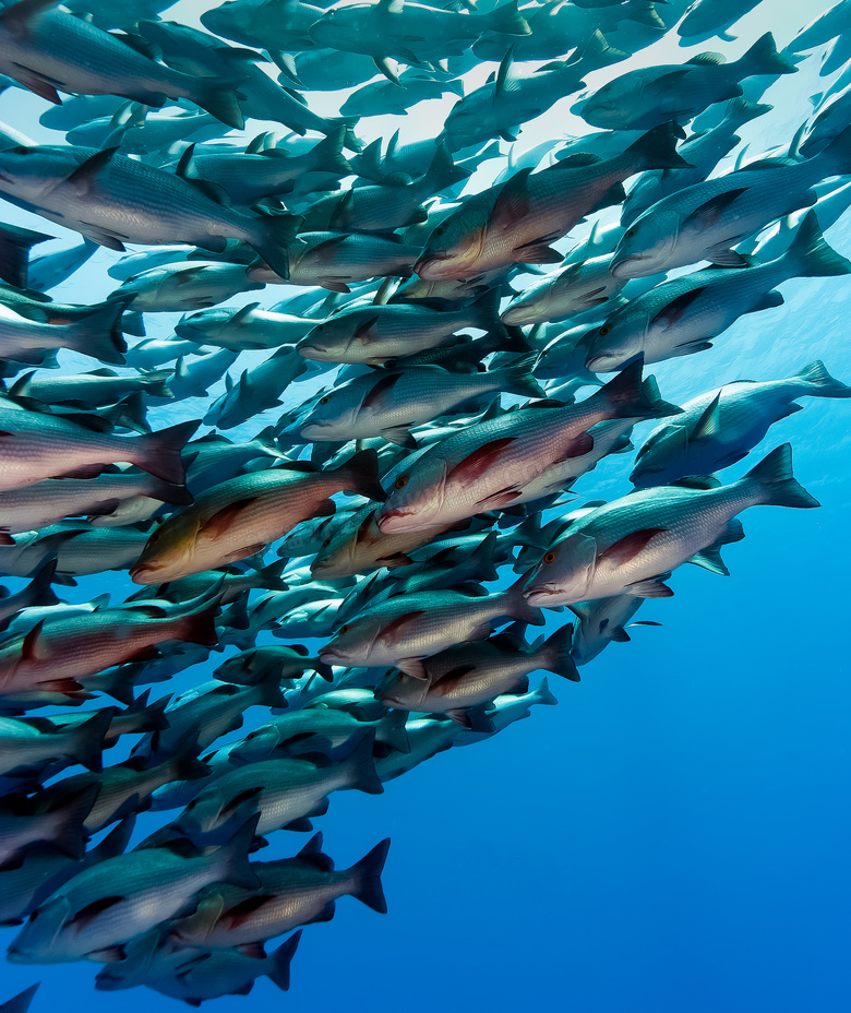 湛蓝海水中游动的鱼群摄影高清图片