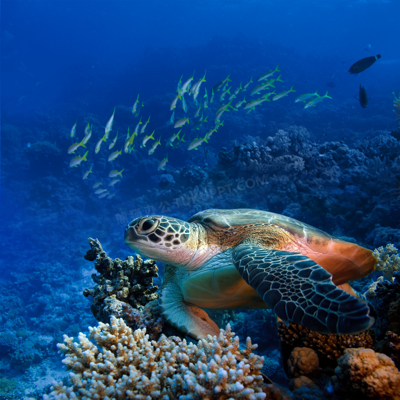 在水里悠闲游着的海龟摄影高清图片