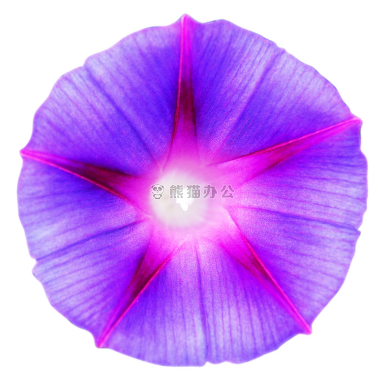 美丽的 开花 绽放