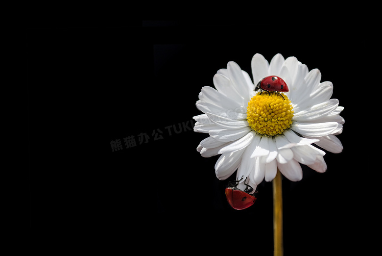 爬有瓢虫的一朵花近景摄影高清图片