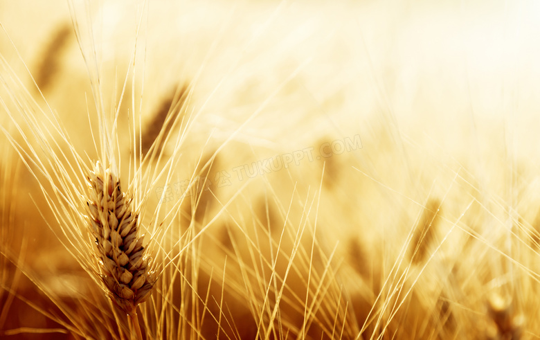 长麦芒的小麦近景微距摄影高清图片