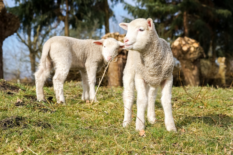 在草地上的两只小绵羊摄影高清图片