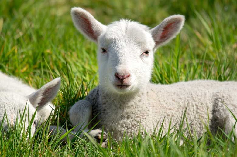 在草地上休息的小绵羊摄影高清图片