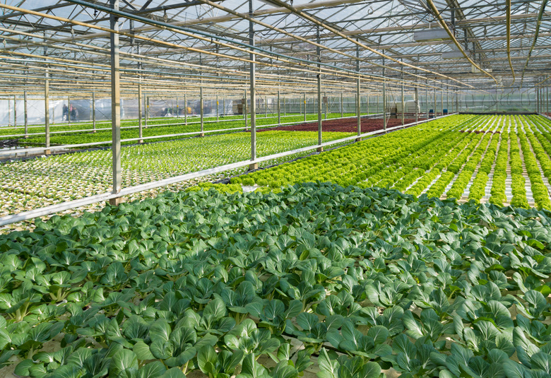 大棚温室内的蔬菜种植摄影高清图片