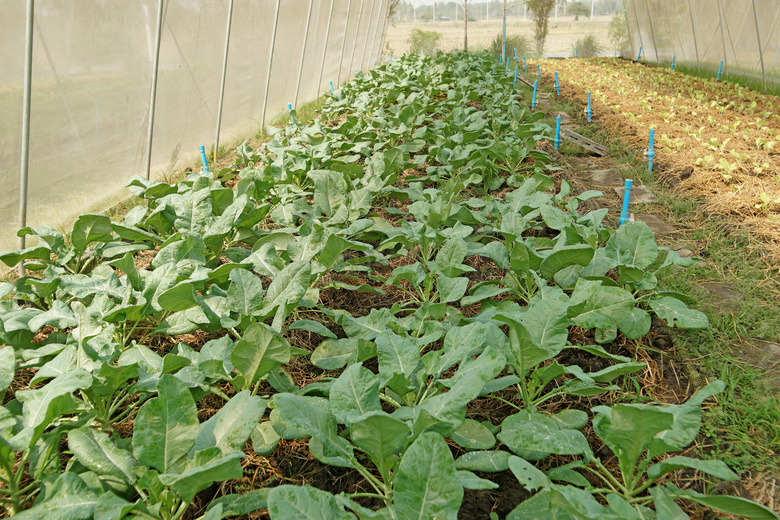 大棚内种植的菠菜蔬菜摄影高清图片
