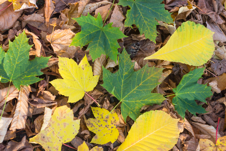 掉落在地面上的枯黄树叶等高清图片