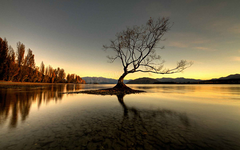 湖中美丽的大树摄影图片