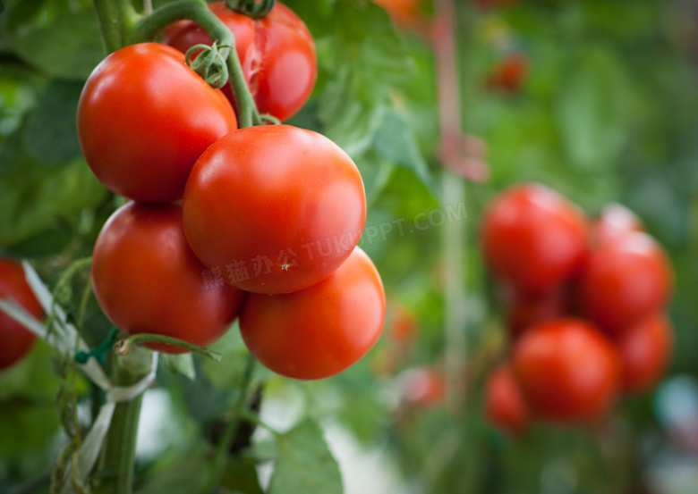 在藤蔓上成熟的西红柿特写高清图片