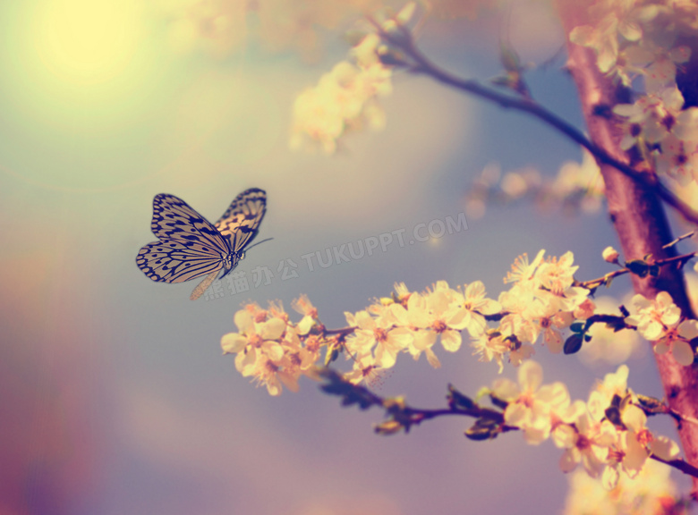 蝴蝶与盛开的樱花特写摄影高清图片