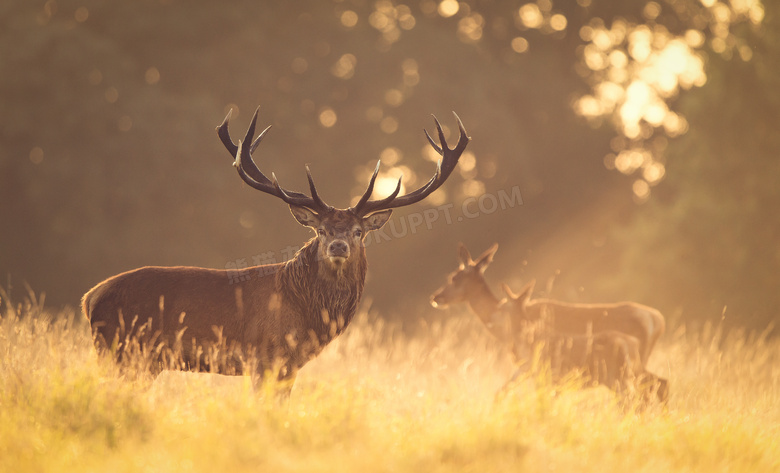 零散出没在草原的红鹿摄影高清图片