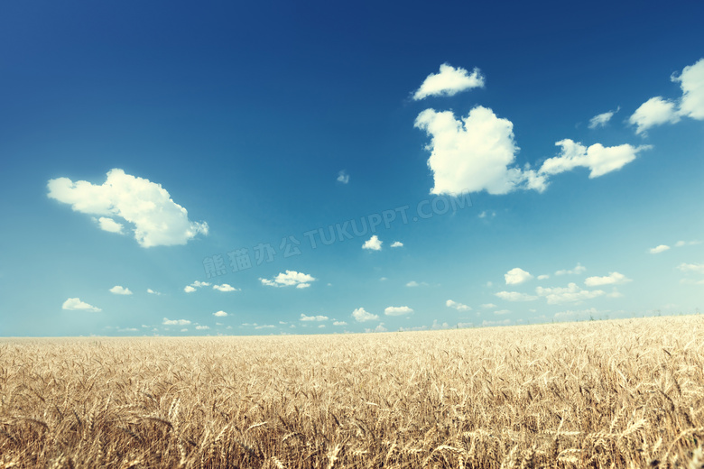 蓝天云朵与望不到边际的小麦田图片