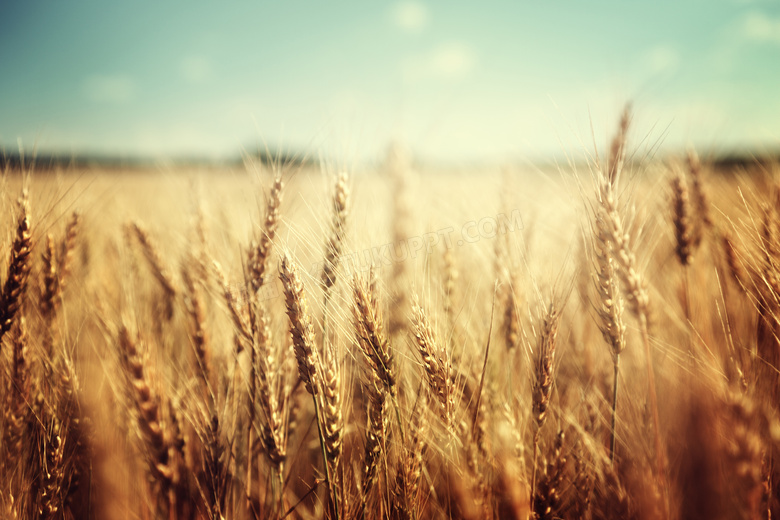 收获季节农田小麦微距摄影高清图片