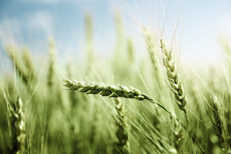 就要快成熟的小麦麦穗摄影高清图片