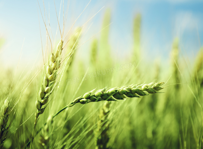 农田绿色的小麦穗微距摄影高清图片