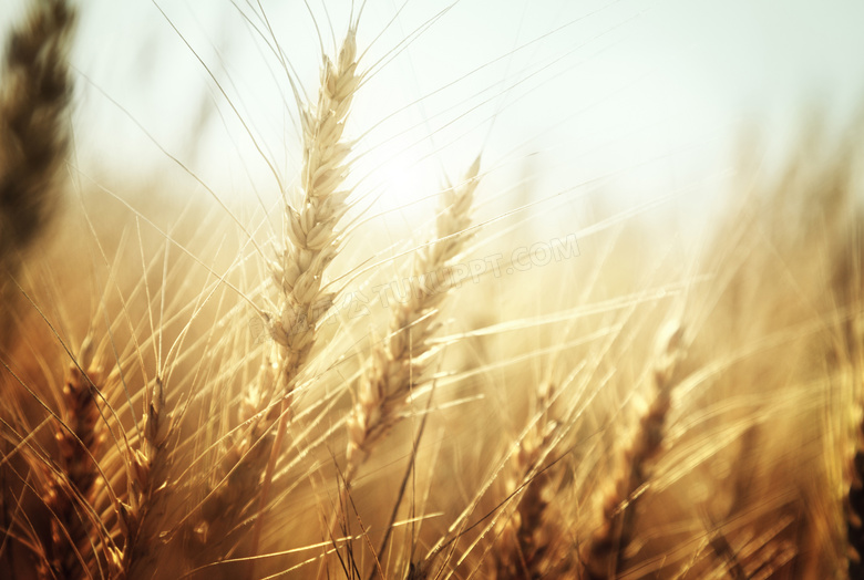 麦田里的小麦微距逆光摄影高清图片