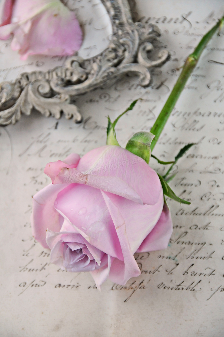 欧式镜框与粉红色玫瑰花朵高清图片
