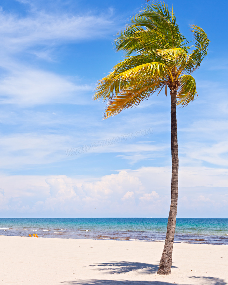 海边摇曳在风中的椰树摄影高清图片