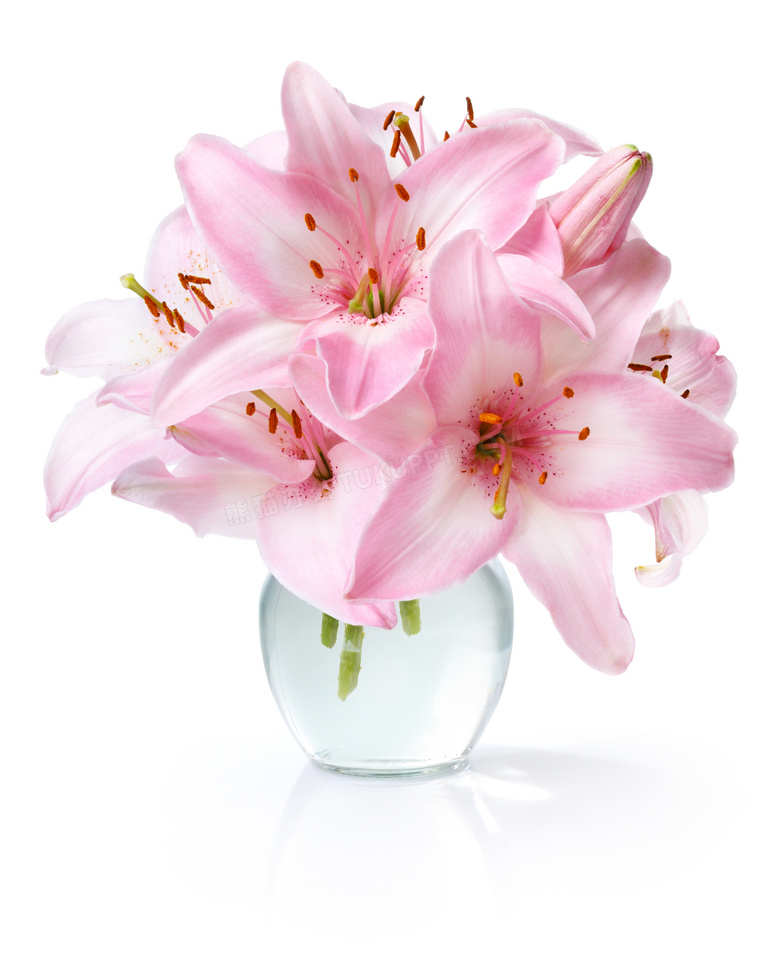 插在花瓶的粉色百合花摄影高清图片