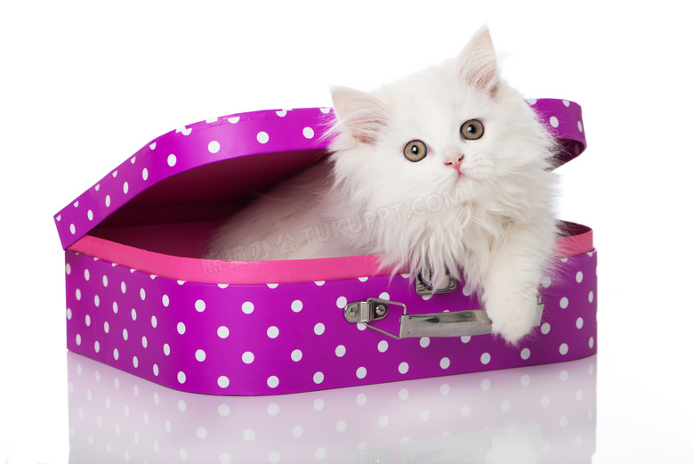 在紫色箱子里的波斯猫摄影高清图片