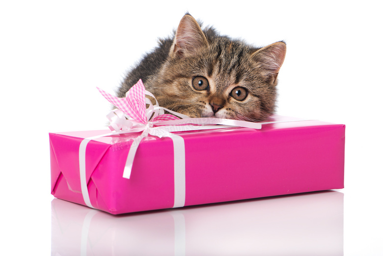 趴在礼物盒上的小猫咪摄影高清图片