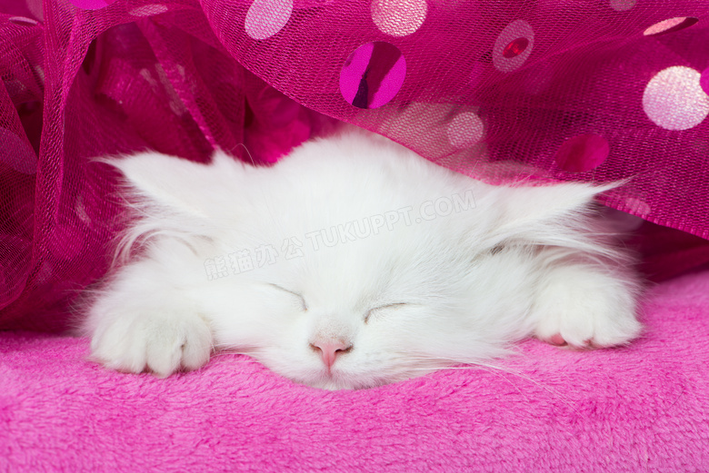 熟睡中的白色可爱猫咪摄影高清图片