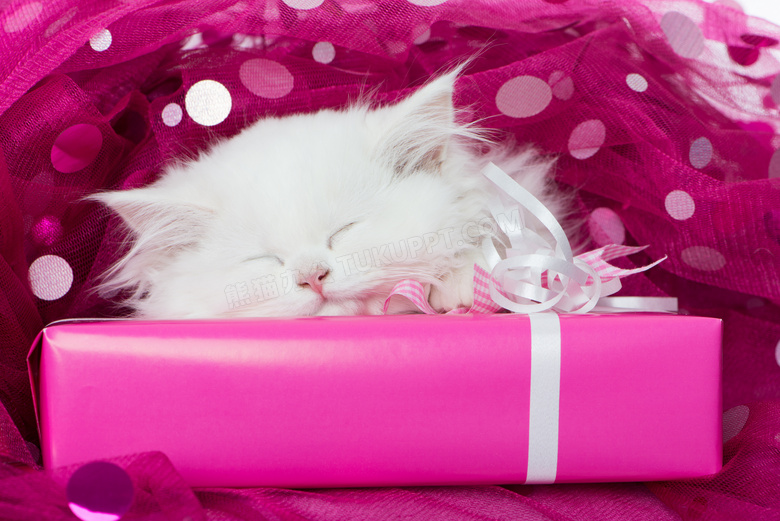 礼物盒边睡觉的波斯猫摄影高清图片