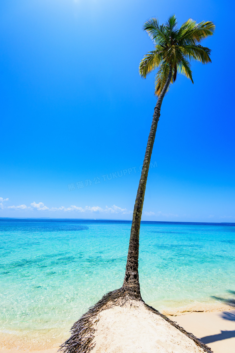 在海边高高的椰树风景摄影高清图片