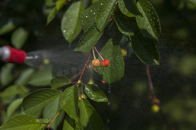 在喷着农药的果树特写摄影高清图片