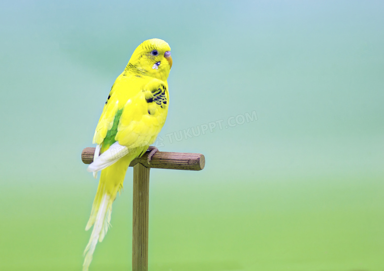 黄色虎皮鹦鹉近景特写摄影高清图片