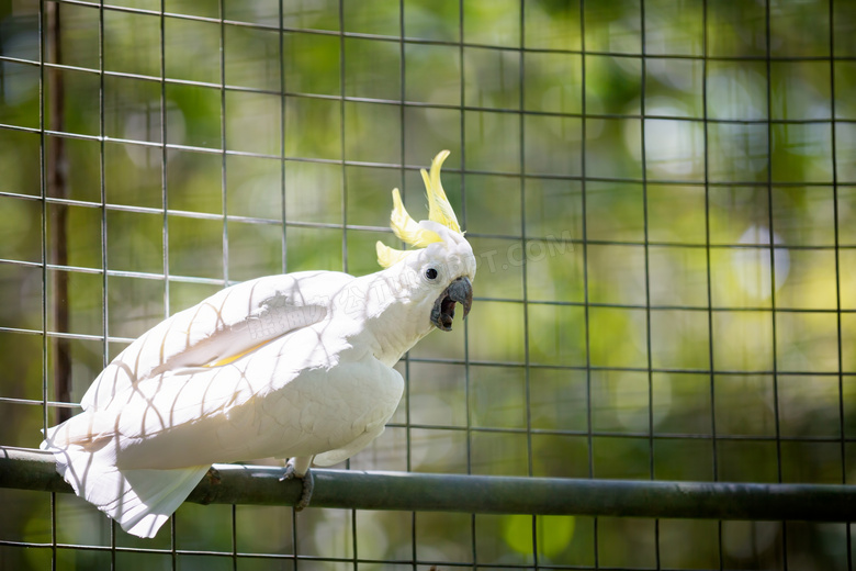 笼子里的白色风头鹦鹉摄影高清图片