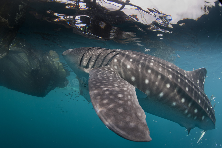 游走在水下的鲸鲨特摄影高清图片