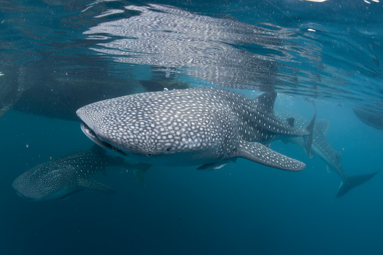 满是斑点的巨无霸鲸鲨摄影高清图片