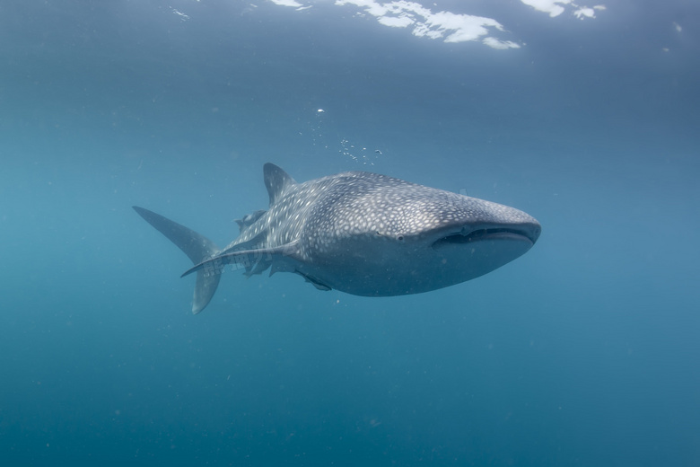 平静水面下的鲸鲨大鱼摄影高清图片