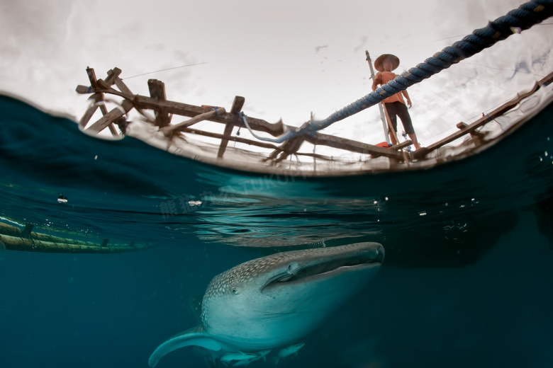 渔夫与在水面下的鲸鲨摄影高清图片