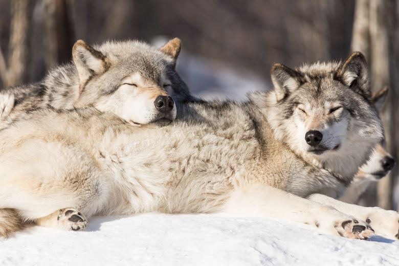 在慵懒的晒着太阳的狼摄影高清图片