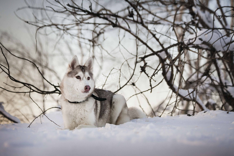 行走在雪地上的雪橇犬摄影高清图片