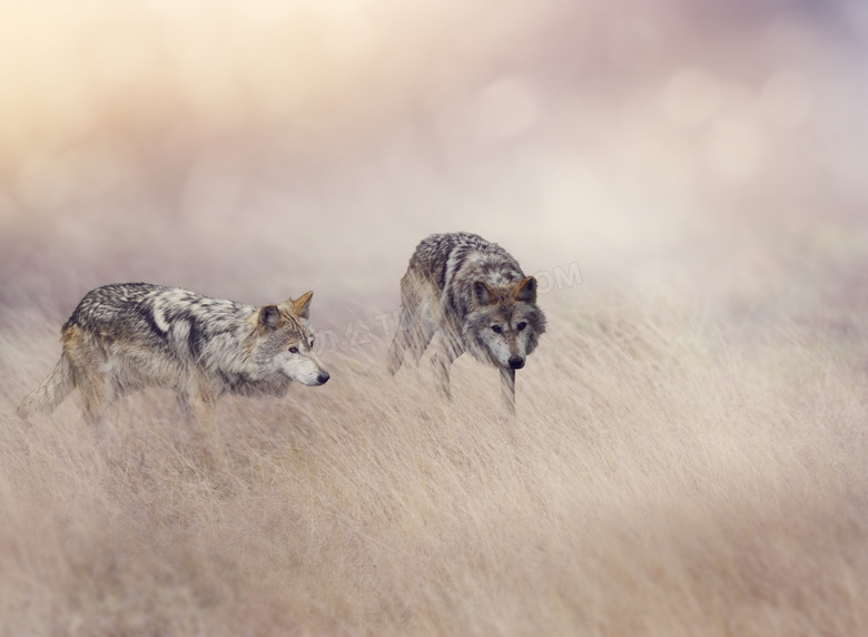 在草丛中四处游荡的狼摄影高清图片
