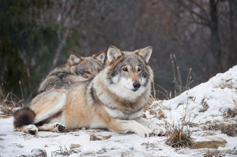 靠在一起休息的两只狼摄影高清图片