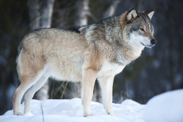 站在白色雪地上的独狼摄影高清图片