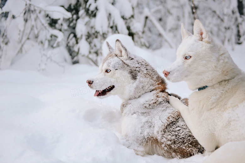 寒冷冬天被冻成狗的狼摄影高清图片