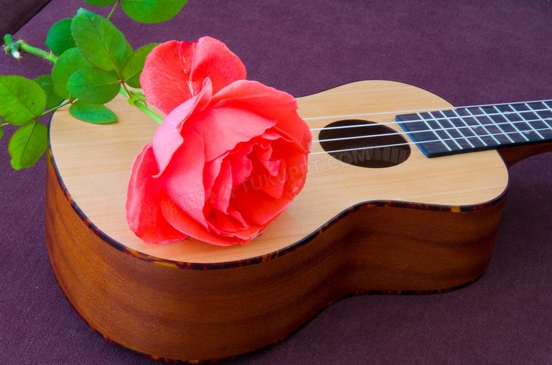 放在小提琴上的红玫瑰花朵高清图片