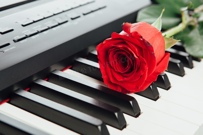 钢琴琴键上的红色玫瑰花朵高清图片