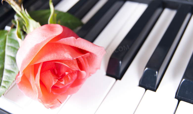 黑白琴键上的红玫瑰花特写高清图片