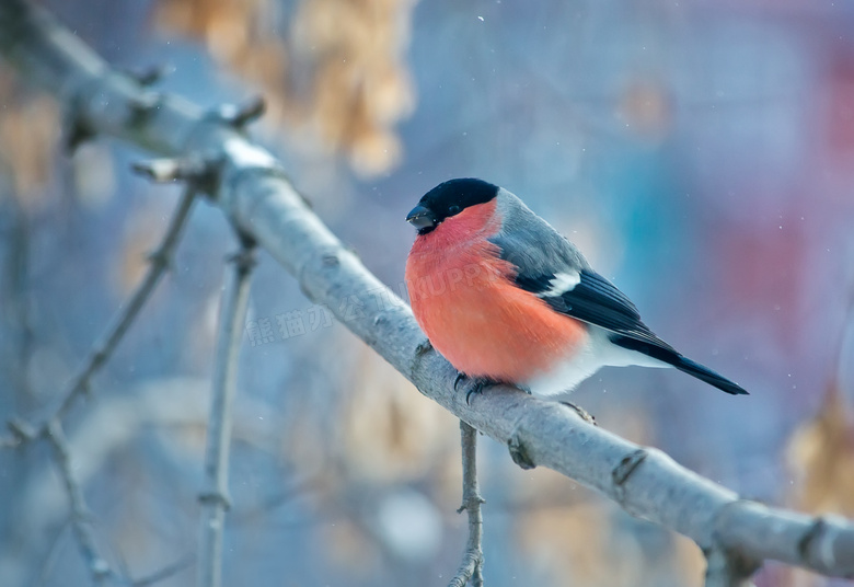 冬天树枝上的红腹灰雀摄影高清图片