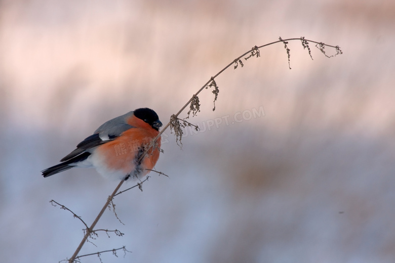 冬天里的红腹灰雀微距摄影高清图片